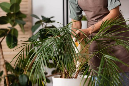 Téléchargez les photos : Vue recadrée d'une femme afro-américaine arrosant une plante exotique tout en travaillant dans un magasin de fleurs - en image libre de droit