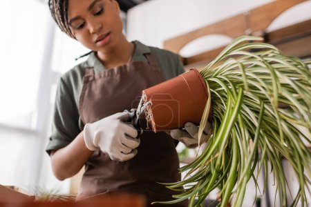 Low-Winkelansicht von stilvollen afrikanisch-amerikanischen Floristen in Arbeitshandschuhen, die Wurzeln schneiden, bevor grüne Pflanze verpflanzt wird 