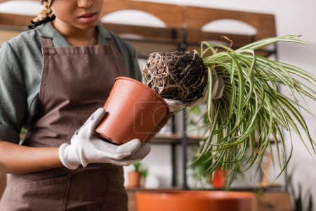 partial view of african american florist in work gloves taking plant out of flowerpot