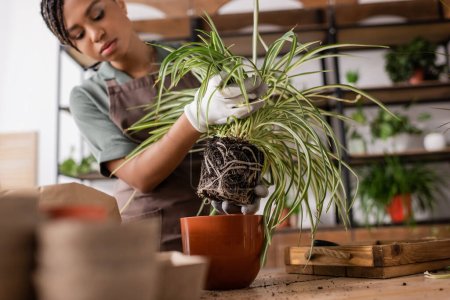 Photo for African american florist holding green plant with roots near red flowerpot while working in flower shop - Royalty Free Image