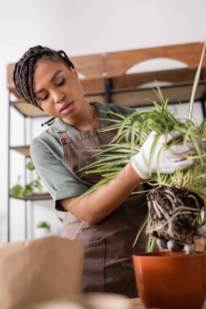 young african american florist holding green plant with roots near red flowerpot 