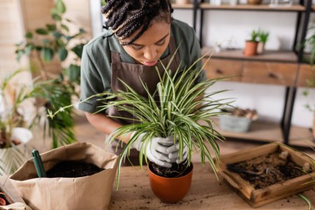 junge afrikanisch-amerikanische Floristin pflanzt grüne Pflanze in neuen Blumentopf in der Nähe von Papiertüten mit Erde