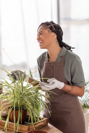 Foto de Florista afroamericana emocionada en delantal y guantes de trabajo riendo cerca de la planta verde en la tienda de flores - Imagen libre de derechos