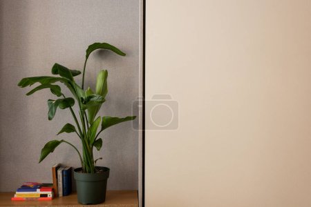 Photo for Green plant in flowerpot near different books on shelf near wall in hotel - Royalty Free Image