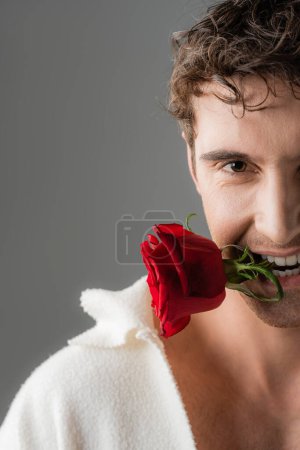 partial view of brunette man with red fresh rose in teeth looking at camera isolated on grey