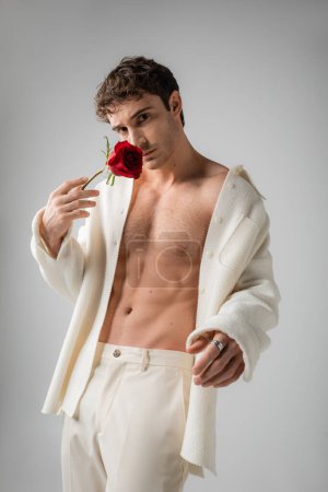 brunette man wearing white jacket on muscular torso and looking at camera while posing with red rose near face isolated on grey