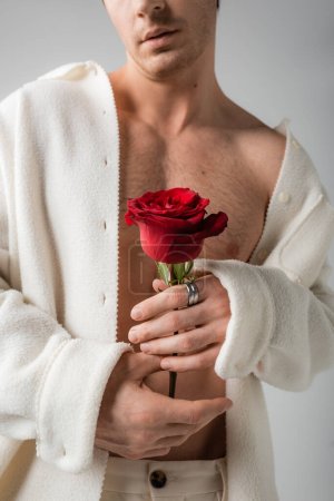 Foto de Cropped view of man in white jacket on shirtless body holding red rose isolated on grey - Imagen libre de derechos
