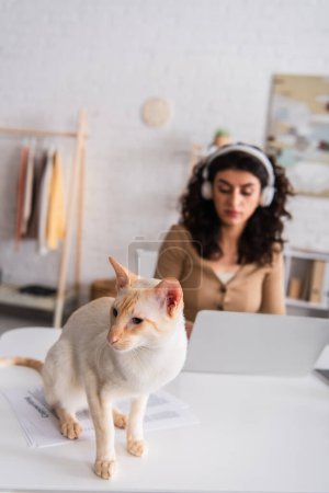 Purebred oriental cat sitting on papers near blurred freelancer at home 