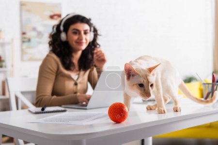 Orientalische Katze steht neben Spielzeug auf Tisch und verschwommener Freiberufler zu Hause 