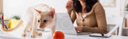 Ausgeschnittene Ansicht der orientalischen Katze, die auf dem Tisch neben Spielzeug steht und verschwommene Frau mit Laptop zu Hause, Banner 