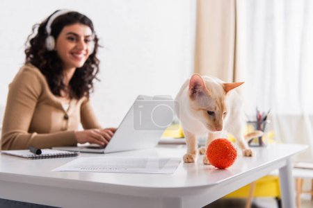 Oriental cat looking at toy near blurred freelancer using laptop at home 