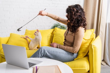 Brunette freelancer playing with oriental cat near laptop and books at home 