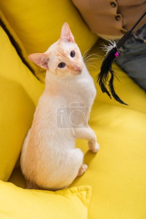 Téléchargez les photos : Cropped view of oriental cat sitting near woman and toy on couch - en image libre de droit