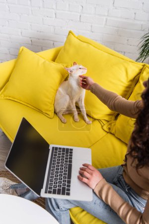 Cropped view of blurred freelancer petting oriental cat on couch in living room 