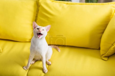 Orientalische Katze schaut auf Kamera, während sie auf Couch sitzt 