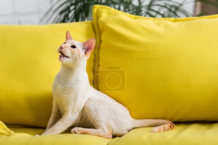 Oriental cat looking away while sitting on couch at home 