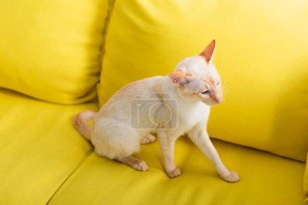 Reinrassige orientalische Katze sitzt zu Hause auf gelbem Sofa 