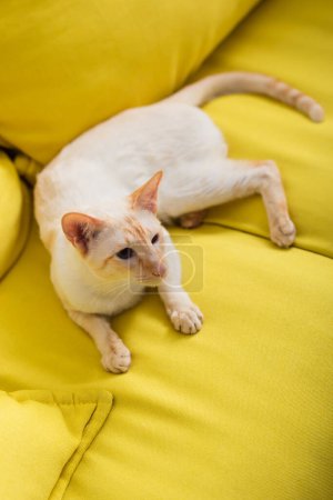Blick auf orientalische Katze, die zu Hause auf der Couch liegt 