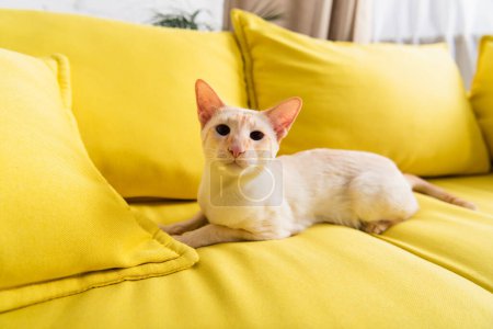 Porträt einer orientalischen Katze, die auf der Couch liegend in die Kamera blickt 