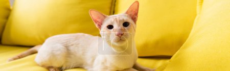 Portrait of purebred oriental cat lying on sofa at home, banner 