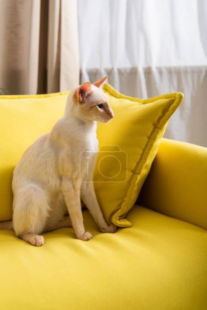 Orientalische Katze sitzt auf Couch mit Kissen zu Hause 