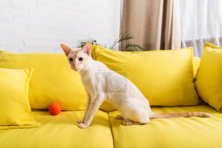 Orientalische Katze sitzt neben Spielzeug auf Couch zu Hause 