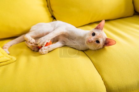 Oriental cat playing with toy on couch at home 