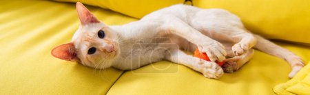 Oriental cat playing with toy and looking at camera on couch, banner 