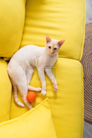 Top view of oriental cat looking at camera near toy on couch 
