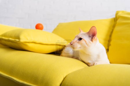 Orientalische Katze liegt auf verschwommenem Sofa im Wohnzimmer 