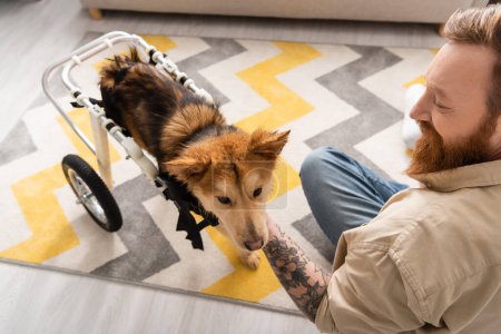 High angle view of tattooed man smiling and petting disabled dog on wheelchair at home 