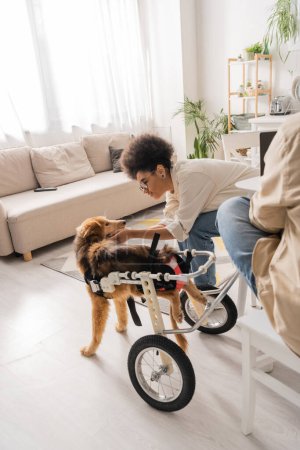 African american woman in glasses petting disabled dog in wheelchair at home 