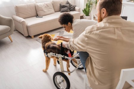 African american woman petting disabled dog near blurred boyfriend at home 