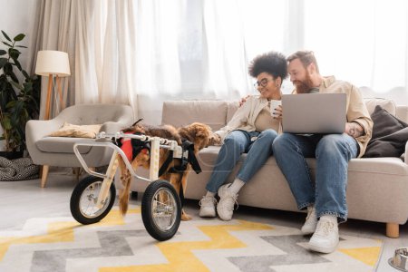 Smiling multiethnic couple with laptop and coffee looking at handicapped dog at home 