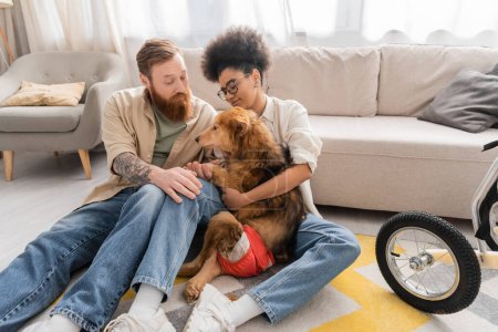 Bärtiger Mann spricht mit afrikanisch-amerikanischer Freundin neben behindertem Hund auf dem Boden im Wohnzimmer 