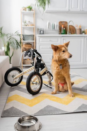 Perro discapacitado sentado cerca de una silla de ruedas y un tazón en casa 