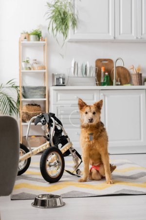 Handicapped dog looking at camera near wheelchair and bowl at home 