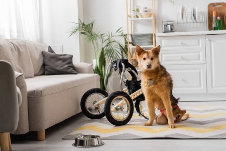 Hund mit besonderem Bedürfnis schaut Kamera in der Nähe von Schüssel und Rollstuhl zu Hause an 