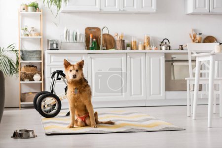 Perro discapacitado sentado cerca de silla de ruedas y tazón en la cocina 