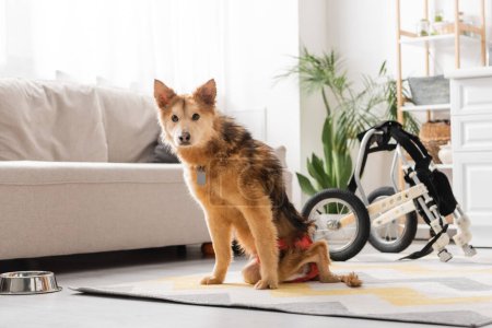 Perro discapacitado mirando la cámara mientras está sentado en la alfombra cerca de la silla de ruedas en casa 