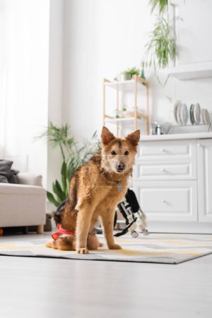 Handicapped dog looking at camera near blurred wheelchair at home 