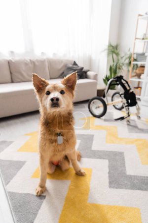 Perro discapacitado sentado en la alfombra cerca de una silla de ruedas borrosa en la sala de estar 