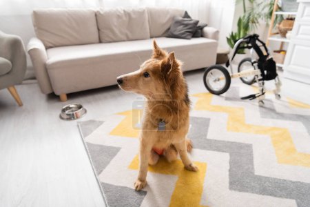 Handicapped dog looking away while sitting on carpet near blurred bowl and wheelchair at home 