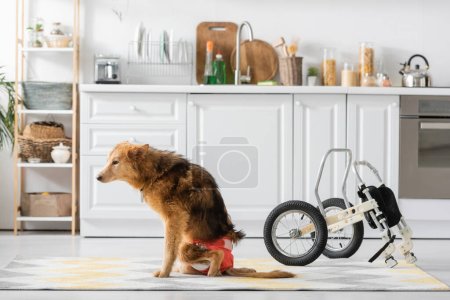 Dog with special need sitting near wheelchair in kitchen 