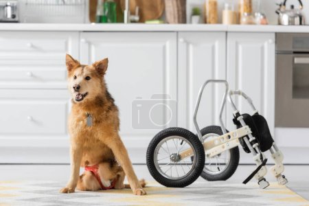 Behinderter Hund sitzt zu Hause auf dem Boden neben Rollstuhl 
