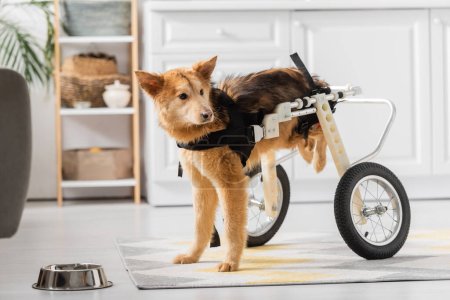 Handicapped dog in wheelchair standing near bowl on floor at home 
