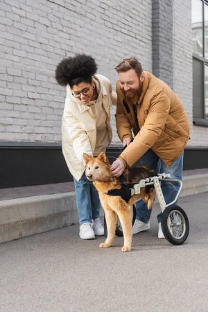 Positive multiethnic couple looking at dog with special needs on urban street 
