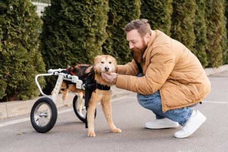 Positiver Mann betrachtet behinderten Hund im Rollstuhl im Freien 