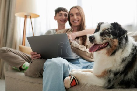 cute Australian shepherd dog resting on comfortable couch near cheerful lgbt couple smiling while sitting together with laptop on blurred background in living room 