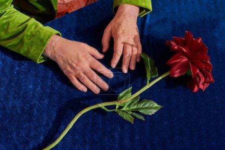 Teilansicht eines älteren Mannes mit runzeligen Händen, der neben einer roten und frischen Pfingstrosenblüte mit grünen Blättern auf einem Tisch mit blauem Velourtuch sitzt, älteres männliches Modell, alterndes Bevölkerungskonzept, Draufsicht